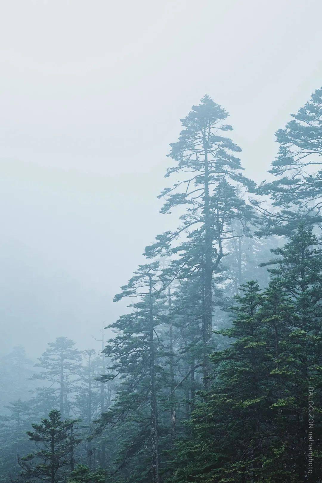 寒假不无聊,串门不尬聊,快来提供灵感Idea | 神兽成长计划活动上新